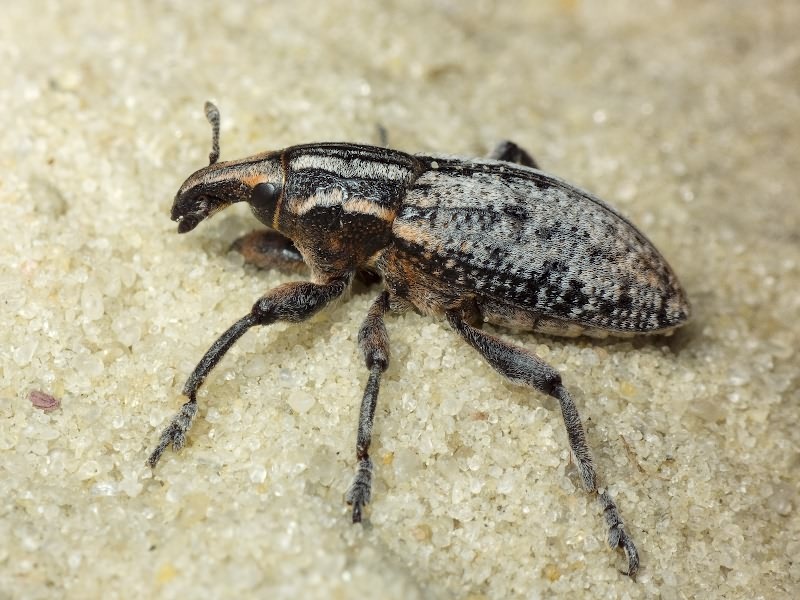 Pseudocleonus cinereus (Schrank, 1781)